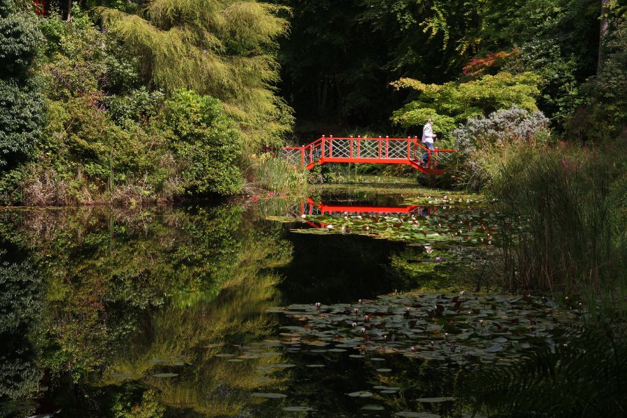 This is an image of a tranquil garden with a lot of lily pads and a red bridge crossing over the top.