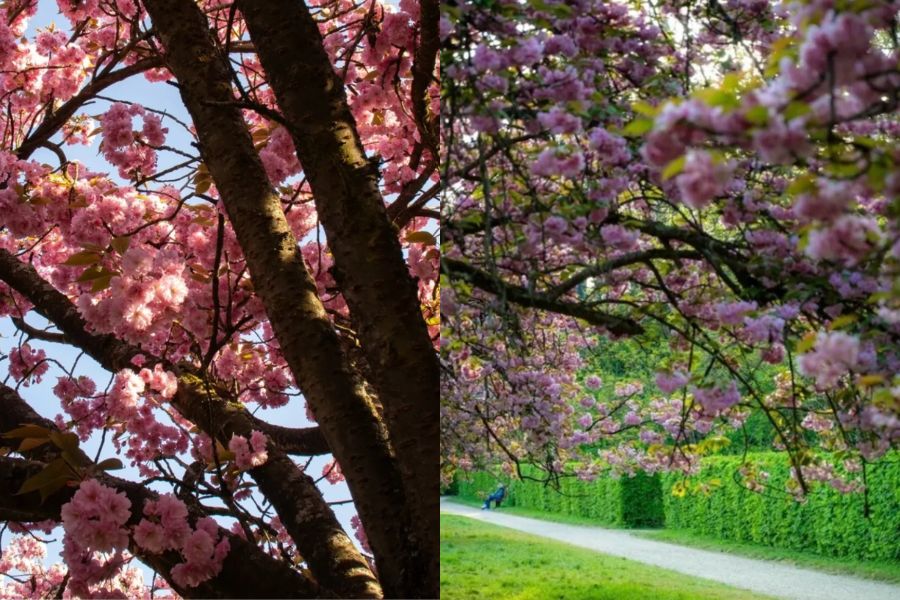 This is an image of cherry blossoms with blue skies and greenery all around them at a park.