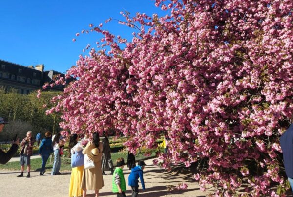 This is an image of a garden with a big, pink cherry blossom tree in it.