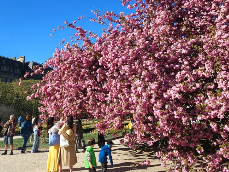 This is an image of a garden with a big, pink cherry blossom tree in it.