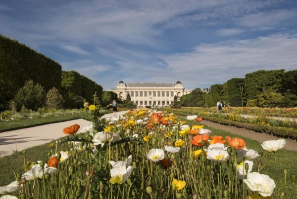 This is an image of a castle with a field full of poppies in front of it.