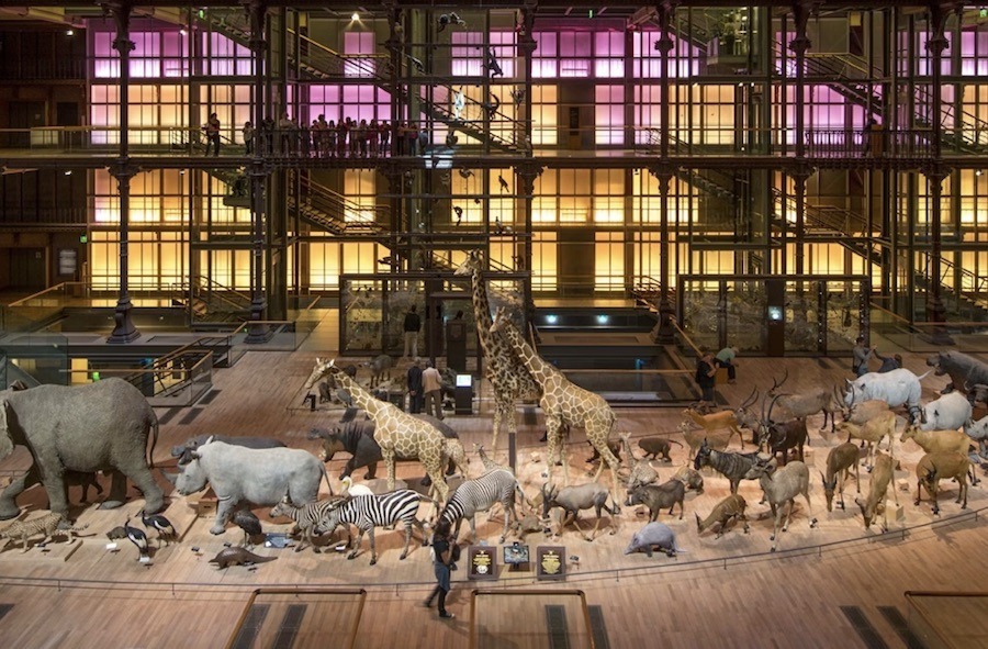 This is a display of all the animals in the Natural History museum in Paris. There are elephants, giraffes and many other mammals. This is a great unique thing to do with kids in Paris.